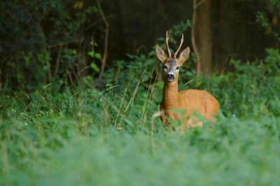 Eigenjagden von bis zu 250 ha mit Jagdhaus und entsprechendem Wild- und Waldbestand in Kärnten