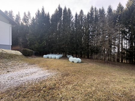 Aufgepasst: Baugrundstück mit Wald über der Nebelgrenze!