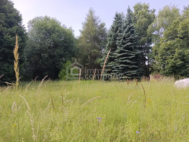 Großes Grundstück mit Waldbestand - Titelbild