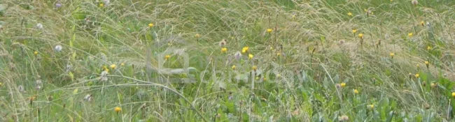 Sonniges Grundstück in ruhiger Lage - Titelbild