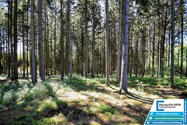 Bestens bewirtschafteter Wald (ca. 2,56 ha) mit Top-Zufahrt & Holzlagerplatz - Bild