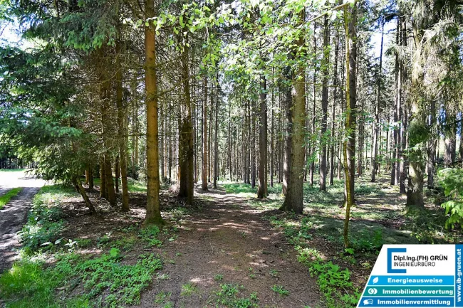 Bestens bewirtschafteter Wald (ca. 2,56 ha) mit Top-Zufahrt & Holzlagerplatz - Bild