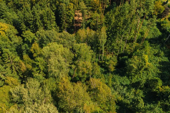 Waldgrundstück nahe Graz – 22.301 m² nachhaltige Investmentchance! - Titelbild