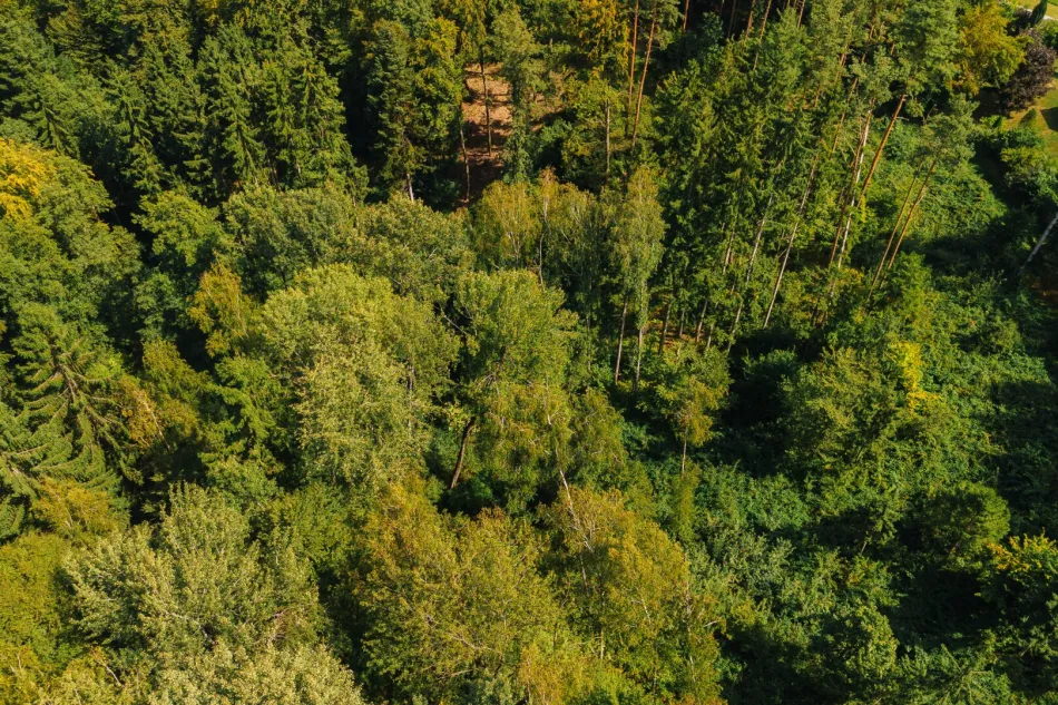 Waldgrundstück nahe Graz – 22.301 m² nachhaltige Investmentchance! - Titelbild
