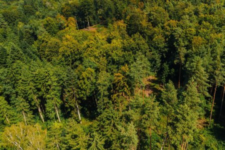 Waldgrundstück nahe Graz – 22.301 m² nachhaltige Investmentchance!