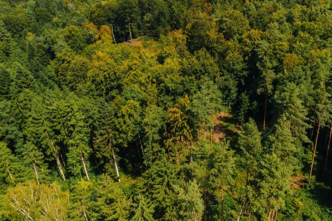 Waldgrundstück nahe Graz – 22.301 m² nachhaltige Investmentchance! - Bild