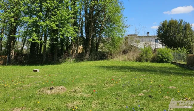 Sommerfoto Garten