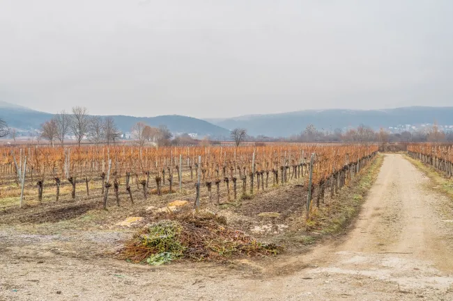 SUPERPREIS IM WEINORT SOOSS ! GRUNDSTÜCK mit BESTANDSGEBÄUDEN für GEWERBLICHE oder PRIVATNUTZUNG - Titelbild