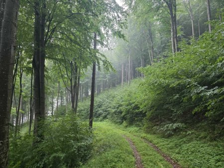 Wald Umbach