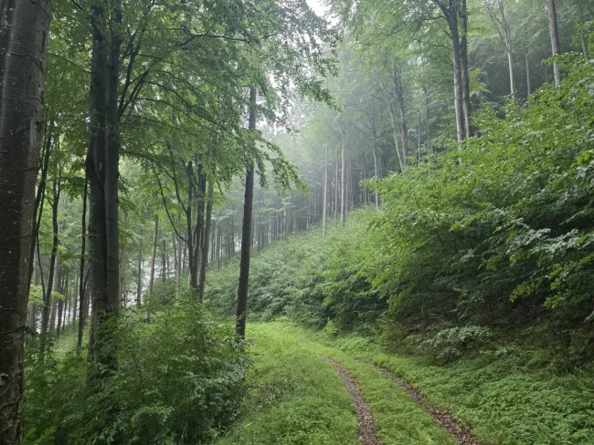 Rare Gelegenheit: 24,5 ha Wald samt 1,2 ha landwirtsch.NFL verkaufen - Bild
