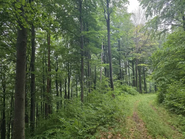 Wald Umbach