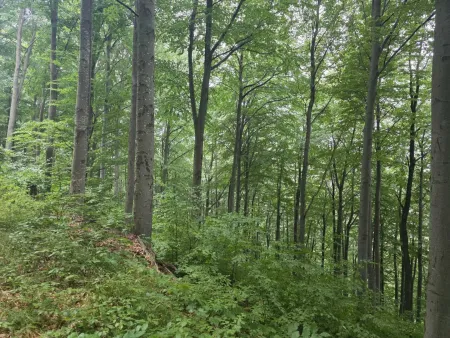 Wald Umbach