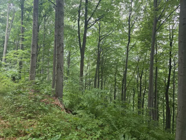 Wald Umbach