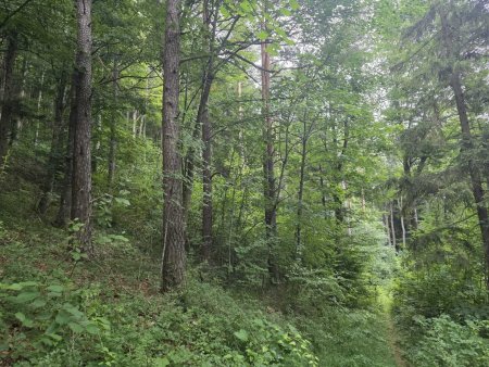 Wald Umbach