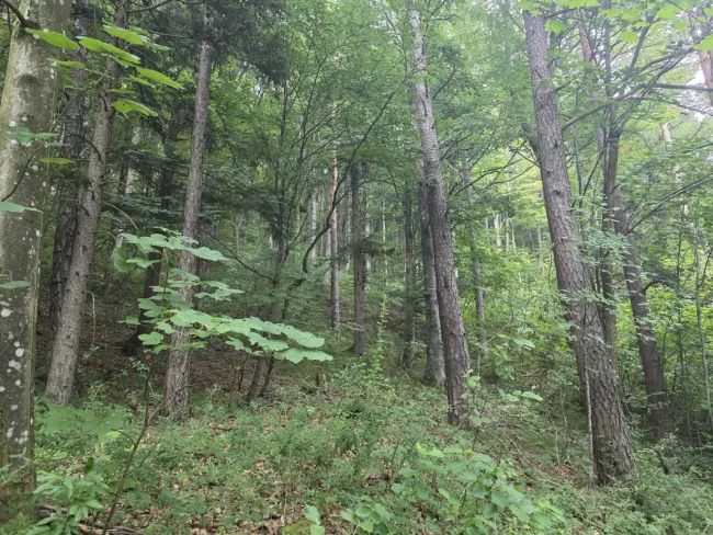 Wald Umbach