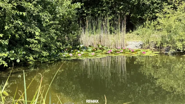 Schwimmteich mit Seerosen