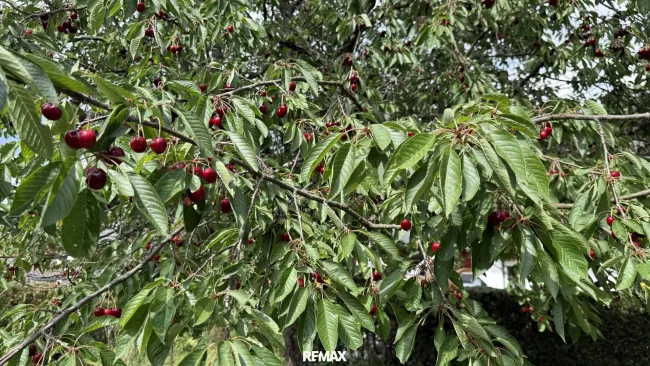 Kirschbaum