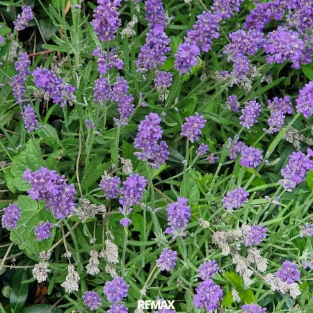 Lavendel