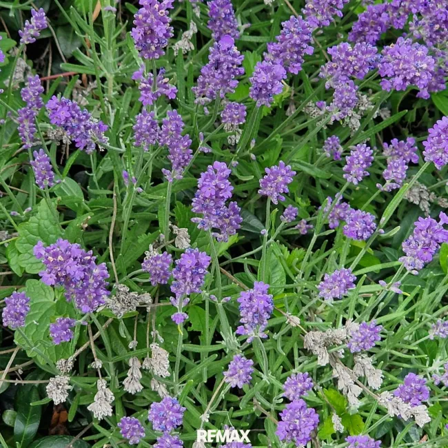 Lavendel