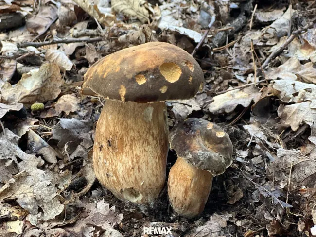 Steinpilz