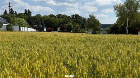 Kornfeld