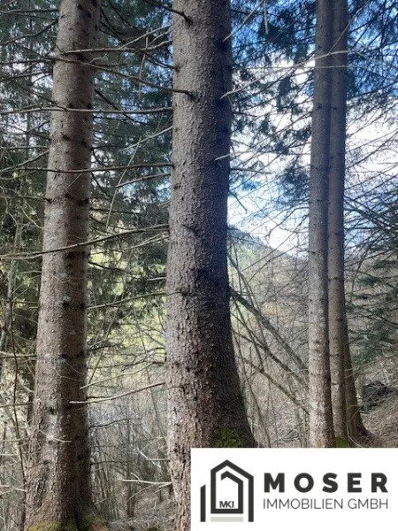 5,2 ha Wald & landwirtschaftliche Nutzfläche nähe Murau zu verkaufen - Titelbild