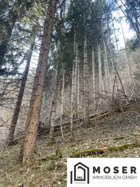 5,2 ha Wald & landwirtschaftliche Nutzfläche nähe Murau zu verkaufen - Bild
