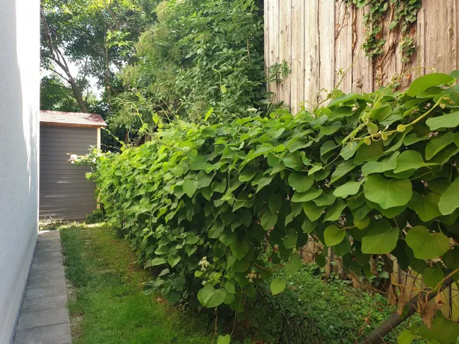 Ein Paradies mitten in der Stadt sucht neue Bewohner - Bild