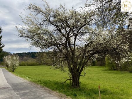 Attraktives Grundstück in Graz-Andritz – Sichere Anlage mit Entwicklungspotenzial