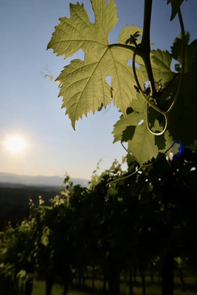 Weinberge direkt vor der Haustüre
