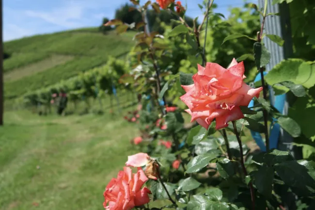 Weinberge direkt vor der Haustüre