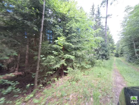 Wald (23)