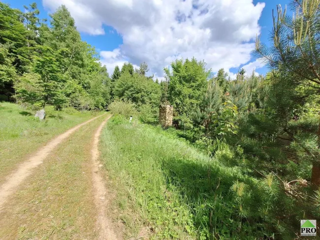 Wald (10)