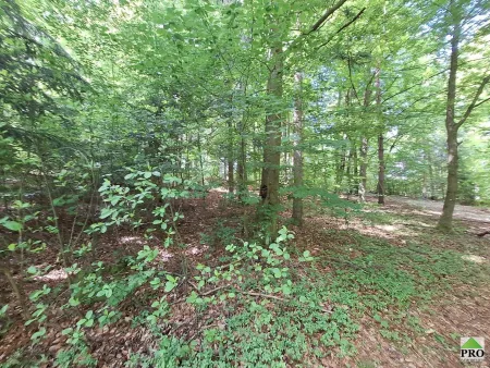Wald (14)