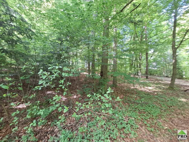Wald (14)
