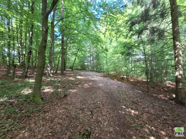 Wald (16)