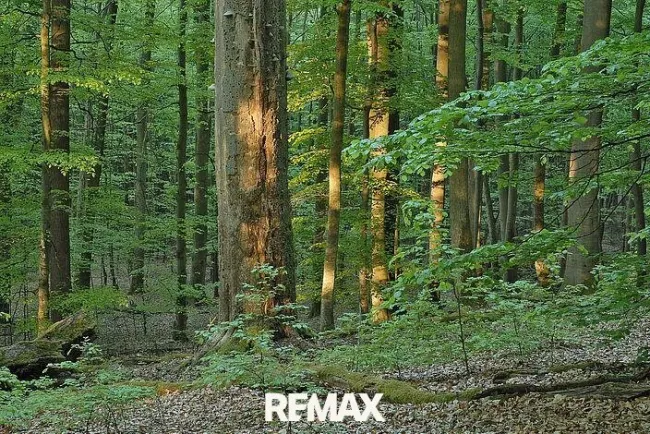 Wald 2