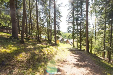Wald