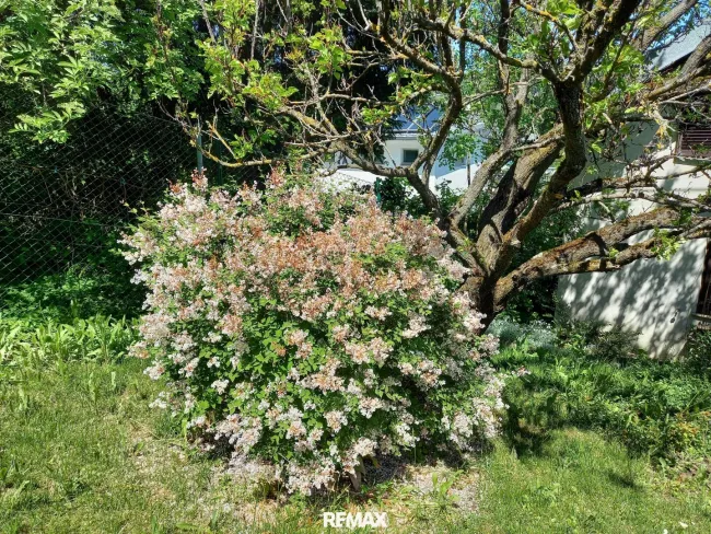 Garten Bild 3