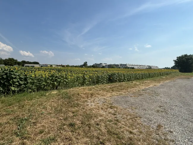 Grünland in zentraler Lage in Neusiedl am See - Bild