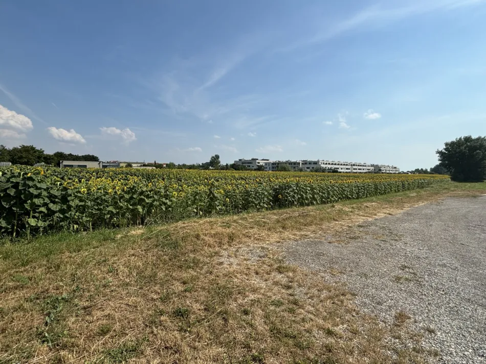 Grünland in zentraler Lage in Neusiedl am See - Bild