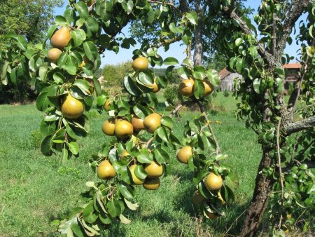 Eigenes Obst