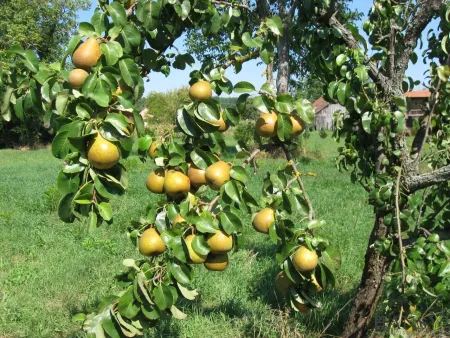 Eigenes Obst