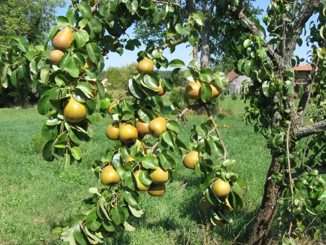 Eigenes Obst