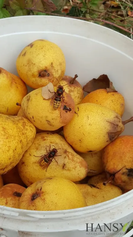 Eigenes Obst
