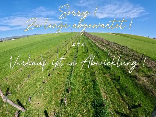 Weingarten bei Siegendorf ! In Vino Veritas ! - Titelbild