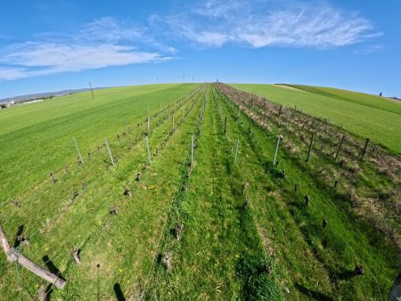 Weingarten bei Siegendorf ! In Vino Veritas !