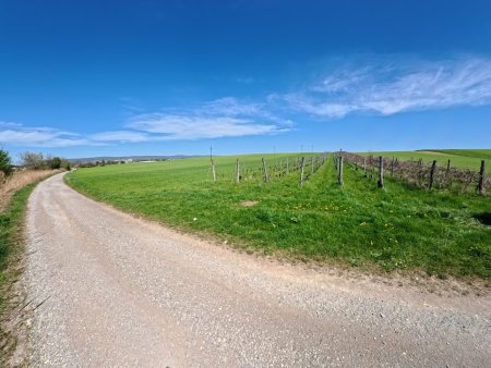 Weingarten bei Siegendorf ! In Vino Veritas !