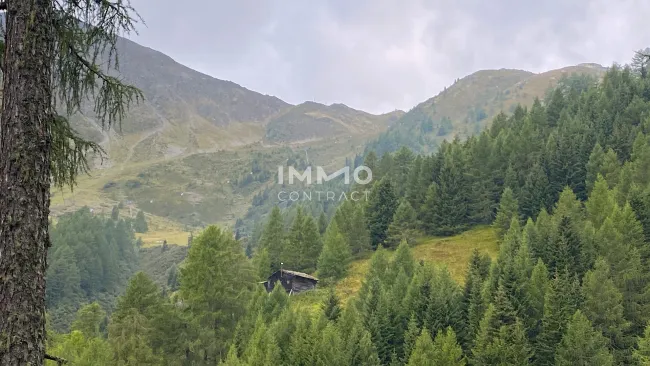 Waldparzellen am Fuße des Großglockners - Bild