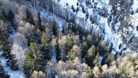 Waldparzellen Kals am Großglockner